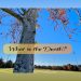 A tall tree with bare branches and a few autumn leaves stands against a bright blue sky, with a grassy park and trees in the background. The text overlay reads, “What is the Death?”