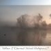 Misty sunrise over a quiet lake, with silhouettes of tall trees reflected in the water, creating a contemplative and mysterious atmosphere.