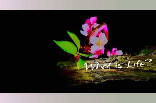 A close-up of delicate pink flowers blooming on a tree branch with fresh green leaves, set against a deep black background. The text on the image reads, “What is Life?”
