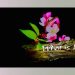 A close-up of delicate pink flowers blooming on a tree branch with fresh green leaves, set against a deep black background. The text on the image reads, “What is Life?”