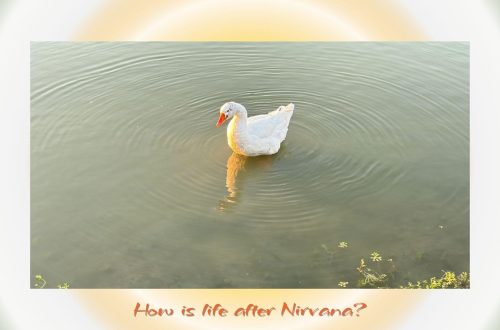 “A white swan floating peacefully on still water, surrounded by ripples, symbolizing the question: How is life after Nirvana?”