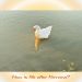 “A white swan floating peacefully on still water, surrounded by ripples, symbolizing the question: How is life after Nirvana?”