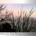 Silhouetted branches and tall grass stand against a misty dawn sky painted in soft shades of pink, blue, and grey.