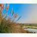 Golden reeds and tall grasses sway under a bright blue sky, with a calm pond reflecting the landscape in the distance. The text on the image reads: “What is Sanyaas?”