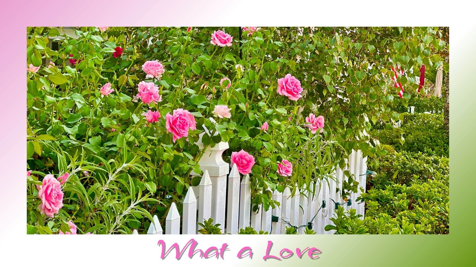 “Pink roses blooming along a white fence, symbolizing love, beauty, and tenderness in nature.”