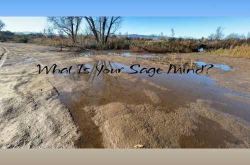A muddy path with shallow water puddles reflecting trees and blue sky, surrounded by dry reeds and bushes. The text overlay reads, “What Is Your Sage Mind?”