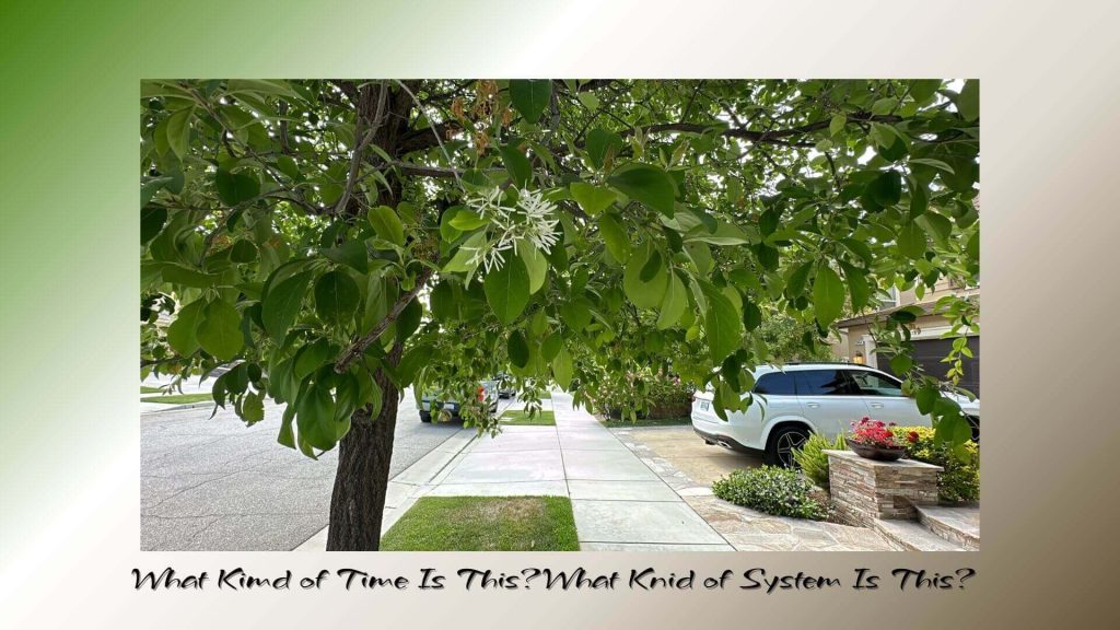 “Green tree with white blossoms on a quiet residential street, symbolizing reflection on time and system in life.”